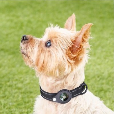 Dog wearing a collar outdoors.