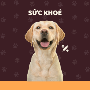 Sức khỏe