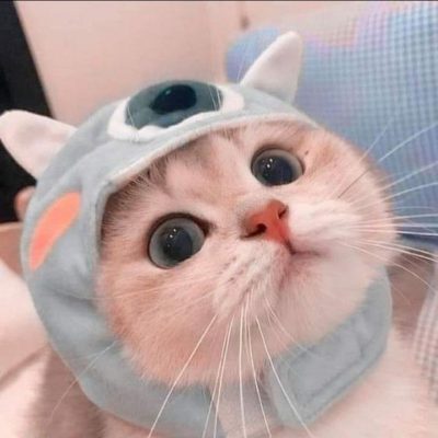 sữa tắm cao cấp cho mèo