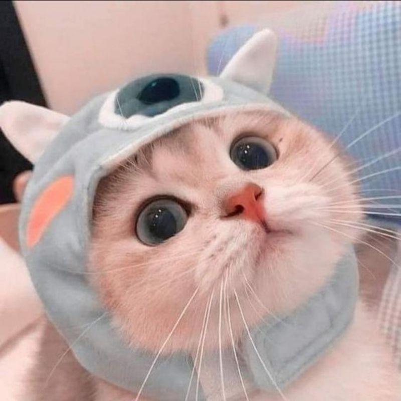 sữa tắm cao cấp cho mèo
