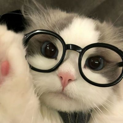tinypet