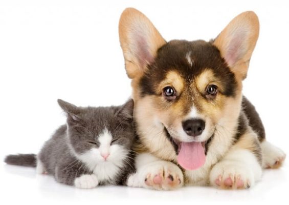 Khám phá bí quyết chăm sóc thú cưng từ dinh dưỡng, vệ sinh đến sức khỏe. Cẩm nang chi tiết giúp bạn nuôi thú cưng khoa học và tràn đầy tình yêu. Xem ngay!